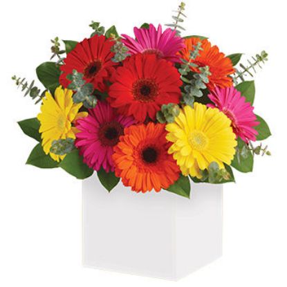 Glorious Gerberas